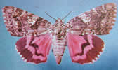 La Fiancée : Catocala Sponsa.