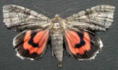 Catocala nupta.