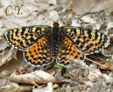 Melitaea didyma