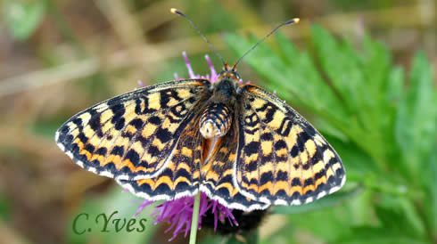 Melitaea didyma, Mélitée orangée