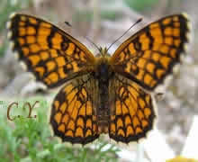 Mellicta athalia.