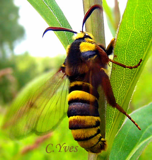Sesia apiformis, Sésie apiforme, Sésie frelon, Sésie du peuplier.