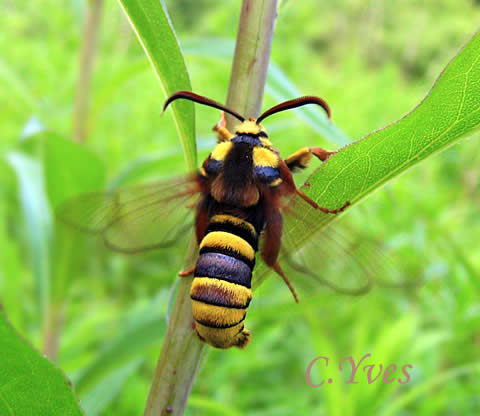 Sesia apiformis, Sésie apiforme, sésie frelon, sésie du peuplier.