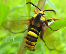 Sesia apiformis, Sésie apiforme, Sésie frelon, Sésie du peuplier.