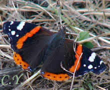 Vanessa atalanta.