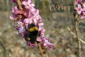 Daphne mezereum