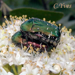 Cetonia aurata in copula