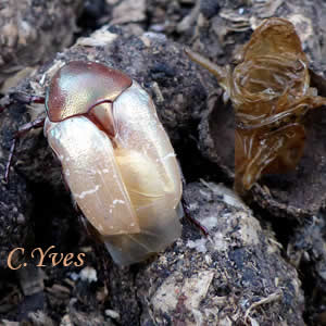 Mue imaginale de Cetonia aurata.