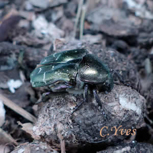 Cetonia aurata, Cétoine dorée.