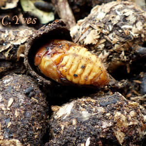 Cetonia aurata: la nymphe.