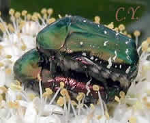 Cetonia aurata.