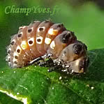 Photo 11D:une larve de coccinelle à 2 points mise en contact avec larve de coccinelle asiatique...