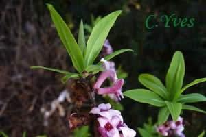 Daphné bois-joli, Daphne mezereum.