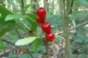 Daphne mezereum, les fruits