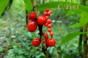 Daphne mezereum