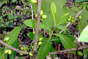 Daphne mezereum