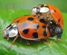 Harmonia axyridis, la Coccinelle asiatique