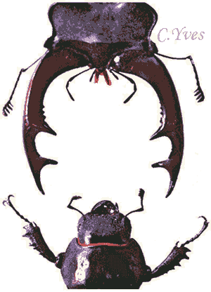 Lucanus cervus, Lucane Cerf-volant.