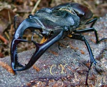 Lucane, Cerf-volant, Lucanus cervus
