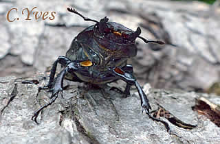 Lucanus cervus, Lucane Cerf-volant.