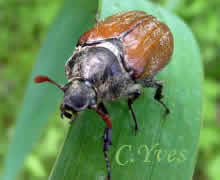Hanneton commun, Melolontha melolontha