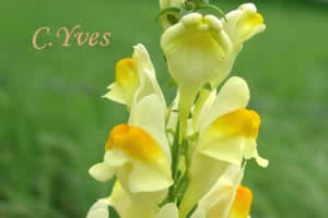 Linaria vulgaris, Linaire vulgaire