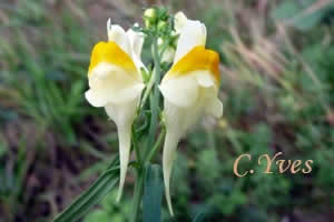 Linaria vulgaris, Linaire vulgaire