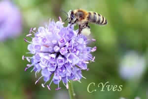 Succisa pratensis, Succise, Succise des prés