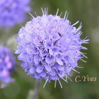 Succisa pratensis, Succise