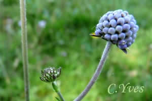 Succisa pratensis