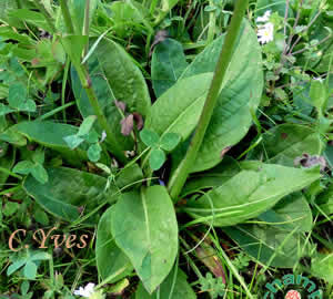 Succisa pratensis, Succise,