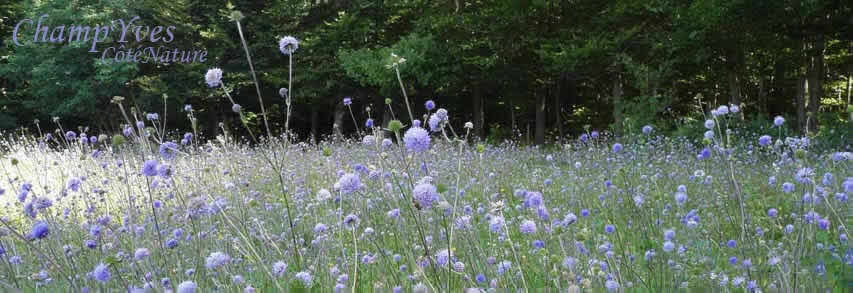 LogoChampYvesCôtéNature.