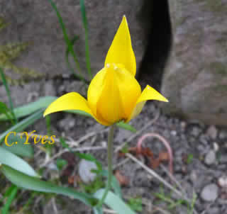 Tulipa sylvestris