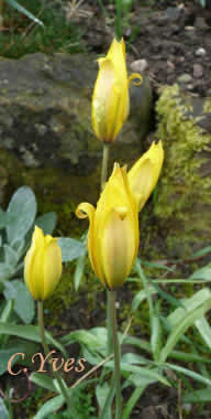 Tulipa sylvestris, Tulipa gallica.