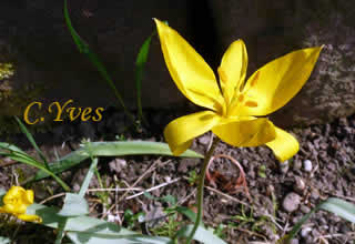 Tulipa sylvestris, Tulipa gallica.