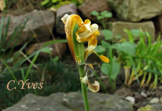 Tulipa sylvestris