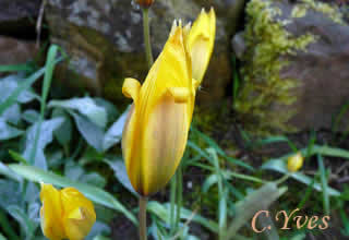 Tulipa sylvestris