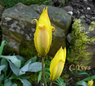 Tulipa sylvestris, Tulipa gallica.