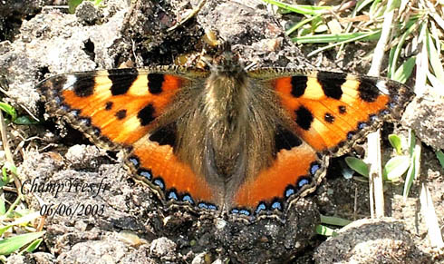 Aglais urticae, Papilio urticae, Nymphalis urticae, Petite Tortue, Petit-Renard, Vanesse de l’ortie