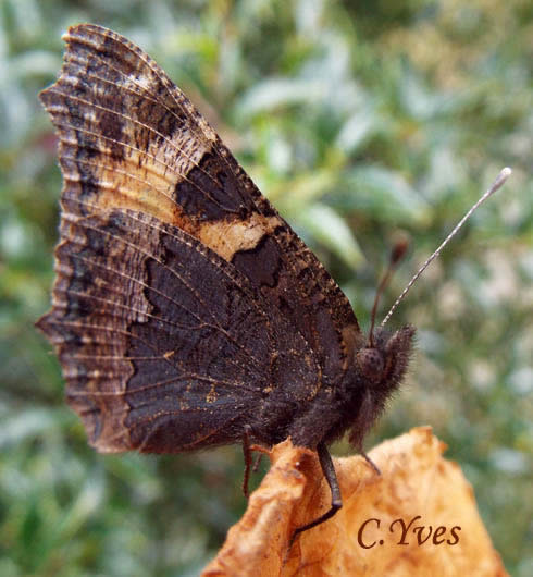 Aglais urticae, Papilio urticae, Nymphalis urticae, Petite Tortue, Petit-Renard, Vanesse de l’ortie