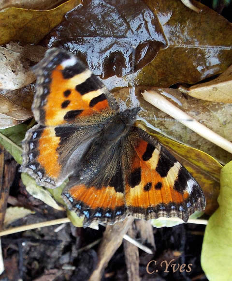 Aglais urticae, Papilio urticae, Nymphalis urticae, Petite Tortue, Petit-Renard, Vanesse de l’ortie