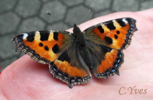Aglais urticae, Papilio urticae, Nymphalis urticae, Petite Tortue, Petit-Renard, Vanesse de l’ortie