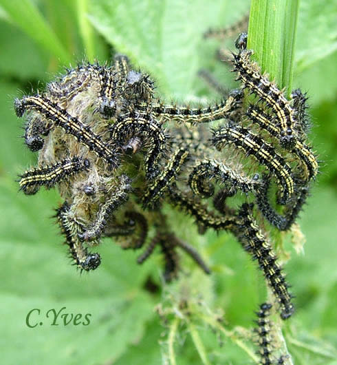 Aglais urticae, Papilio urticae, Nymphalis urticae, Petite Tortue, Petit-Renard, Vanesse de l’ortie, la chenille.