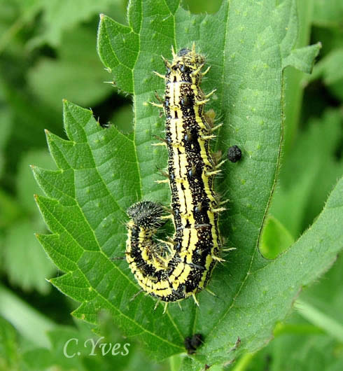 Aglais urticae, Papilio urticae, Nymphalis urticae, Petite Tortue, Petit-Renard, Vanesse de l’ortie, la chenille.
