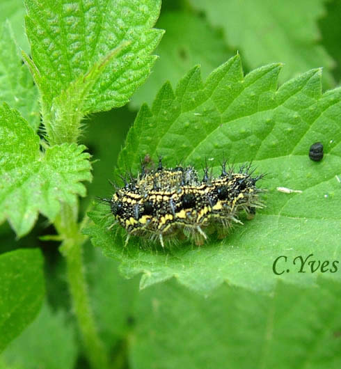 Aglais urticae, Papilio urticae, Nymphalis urticae, Petite Tortue, Petit-Renard, Vanesse de l’ortie, la chenille.