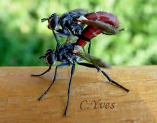 Cylindromyia bicolor in copula