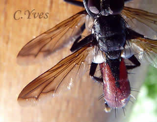 Cylindromyia bicolor, nervation ailaire.