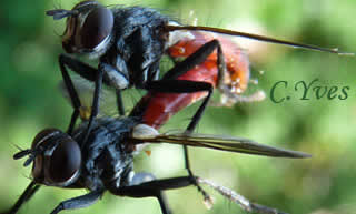 Cylindromyia bicolor, quel doux regard !