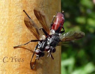 Cylindromyia bicolor, Ocyptera bicolor, le couple.