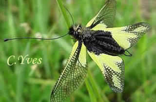 Libelloides coccajus, Ascalaphe soufré.